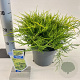 Juniperus pf. 'Old Gold' 20-25 cm 3,0L