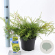 Juniperus pf. 'Old Gold' 20-25 cm 3,0L