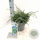 Juniperus squamata 'Holger' 20-25 cm 3,0L