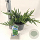 Juniperus sabina 'Tamariscifolia' 20-25 cm 3,0L