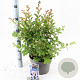Lagerstroemia i. With Love Babe 40-60 cm 5,0L