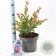 Lagerstroemia i. With Love Eternal 40-60 cm 5,0L
