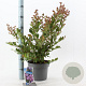 Lagerstroemia i. With Love Eternal 40-60 cm 5,0L