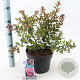 Lagerstroemia i. With Love Girl 40-60 cm 5,0L