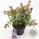 Lagerstroemia i. With Love Girl 40-60 cm 5,0L