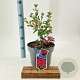 Lagerstroemia i. With Love Kiss 30-40 cm 5,0L