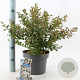 Lagerstroemia i. With Love Virgin 40-60 cm 5,0L