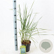 Leymus arenarius 'Blue Dune' 25-30 cm 2,0L