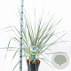 Leymus arenarius 'Blue Dune' 30-40 cm 6,5L