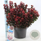 Leucothoe axillaris 'Curly Red' 30-35 cm 5,0L