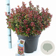 Leucothoe axillaris 'Curly Red' 40-50 cm 15L