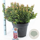 Leucothoe axillaris 'Curly Red' 40-50 cm 15L
