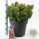 Leucothoe axillaris 'Curly Red' 40-50 cm 15L