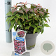 Leucothoe f. Dark Diamond 20-25 cm 2,0L