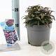 Leucothoe f. Dark Diamond 20-25 cm 2,0L