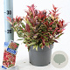 Leucothoe f. Dark Diamond 20-25 cm 2,0L