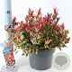 Leucothoe f. Dark Diamond 35-40 cm 5,0L