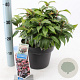 Leucothoe f. Dark Diamond 35-40 cm 5,0L