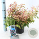 Leucothoe f. 'Makijaz' 20-25 cm 2,0L