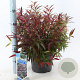 Leucothoe keiskei Burning Love 35-40 cm 5,0L