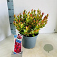 Leucothoe 'Little Flames' 35-40 cm 5,0L