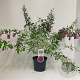 Lespedeza thunbergii 35-40 cm 3,0L