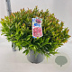 Leucothoe 'Zeblid' 40-50 cm 15L