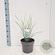 Lomandra longifolia White Sands 40-50 cm 5,0L
