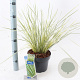 Lomandra longifolia White Sands 40-50 cm 5,0L