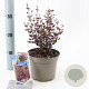 Lophomyrtus ralphii Black Pearl 25-30 cm 2,0L