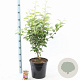 Malus 'Evereste' 100-120 cm 10L