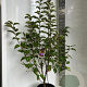 Malus 'Evereste' 100-120 cm 10L