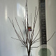 Malus 'Evereste' 100-120 cm 10L