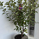 Malus 'Evereste' 100-120 cm 10L