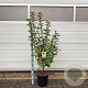Malus 'Evereste' 100-120 cm 10L