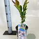 Magnolia loebneri 'Leonard Messel' 50-60 cm 2,0L