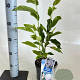 Magnolia soulangeana 40-50 cm 2,0L