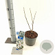 Magnolia stellata 40-50 cm 2,0L