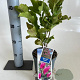 Magnolia 'Susan' 40-50 cm 2,0L