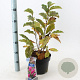 Magnolia 'Susan' 40-50 cm 5,0L