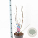 Magnolia 'Susan' 40-50 cm 5,0L
