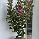 Malus trans. Appletini 100-120 cm 10L