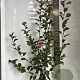 Malus trans. Appletini 100-120 cm 10L