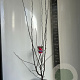 Malus trans. Appletini 100-120 cm 10L