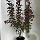 Malus 'Veitch's Scarlet' 100-120 cm 10L