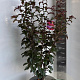 Malus 'Veitch's Scarlet' 100-120 cm 10L