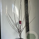 Malus 'Veitch's Scarlet' 100-120 cm 10L