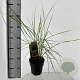 Miscanthus sin. Pink Cloud 30-40 cm 2,0L