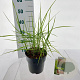 Miscanthus sin. Pink Cloud 40-70 cm 3,0L