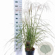 Miscanthus sin. Pink Cloud GM 6,5L